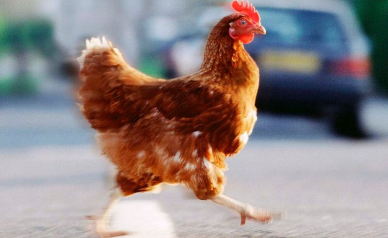 Découvrez le Jeu de Casino Chicken Road en Ligne en France - aperçu