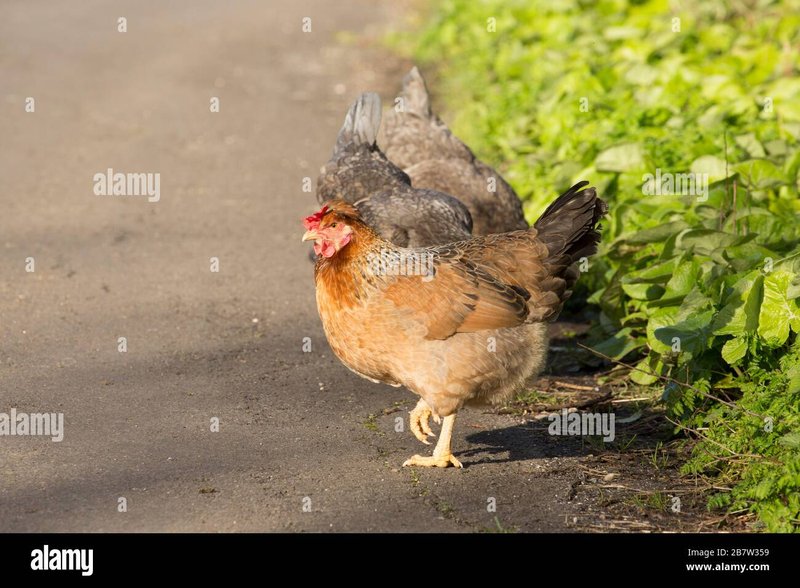 Chicken road casino, chicken road game